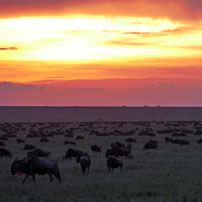 Rob 17 Wildebeest Serengeti