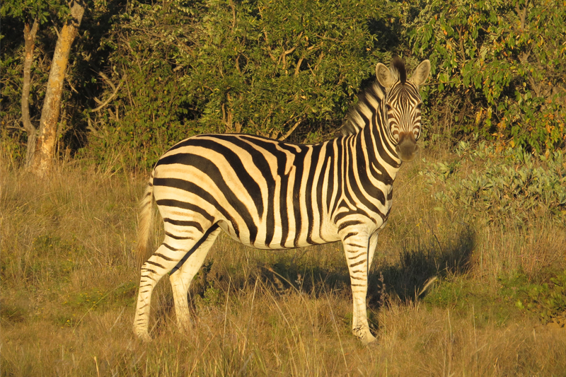 Frances explores northern Kruger and Mashatu
