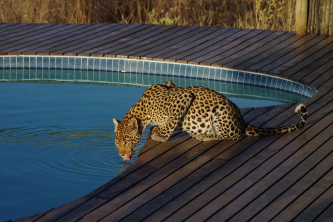 Tau Pan Camp, Botswana - Leopard