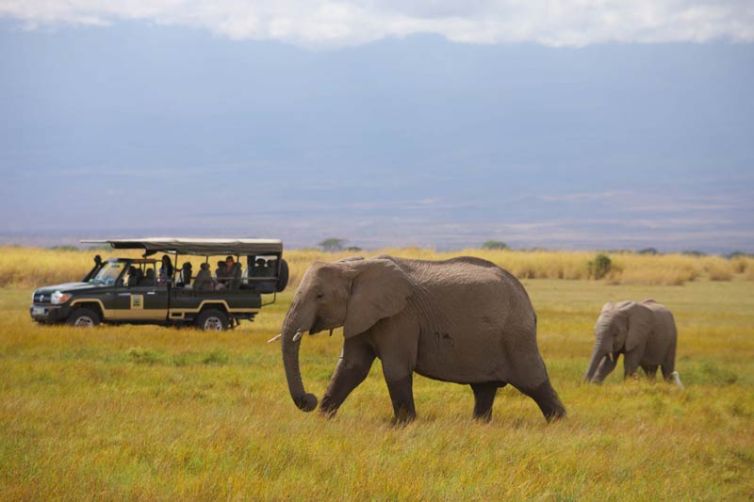 Elewana Tortilis Camp Game Drive Elephant