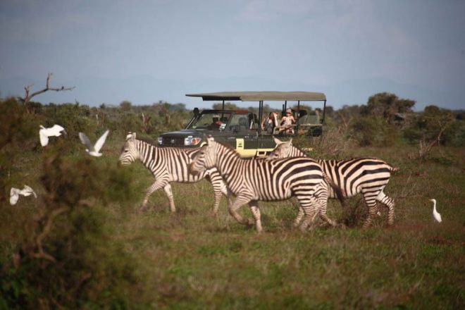 Elewana Tortilis Camp Game Drive Zebra