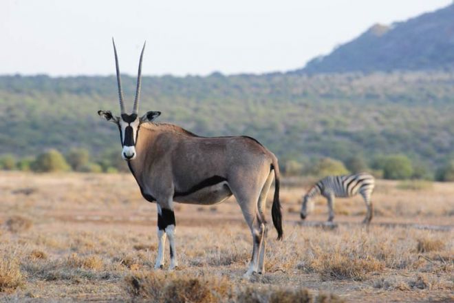 Karisia Walking Safaris Oryx