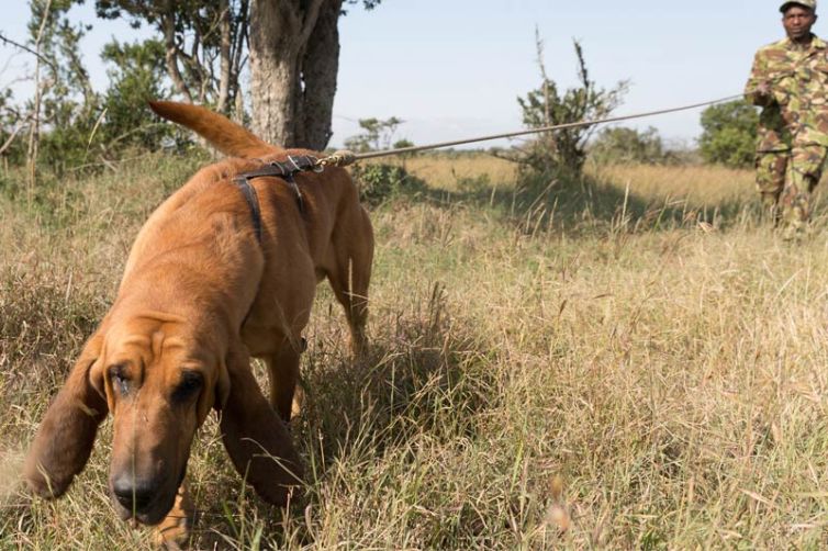 Kicheche Laikipia Dog Tracking