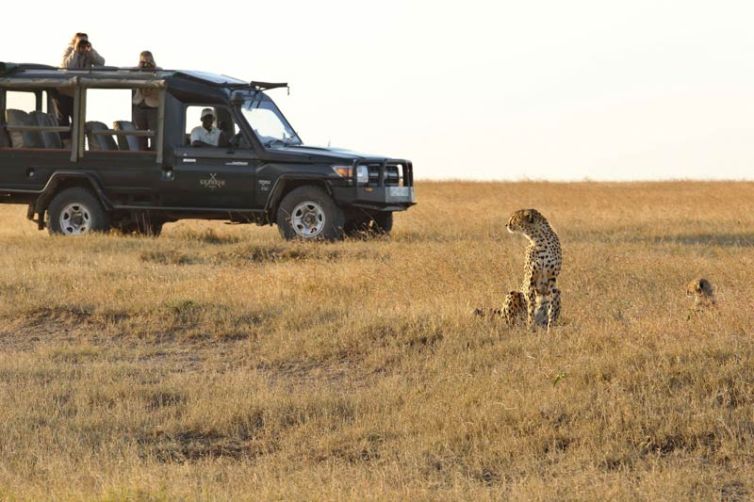Kicheche Laikipia Game Drive Cheetah