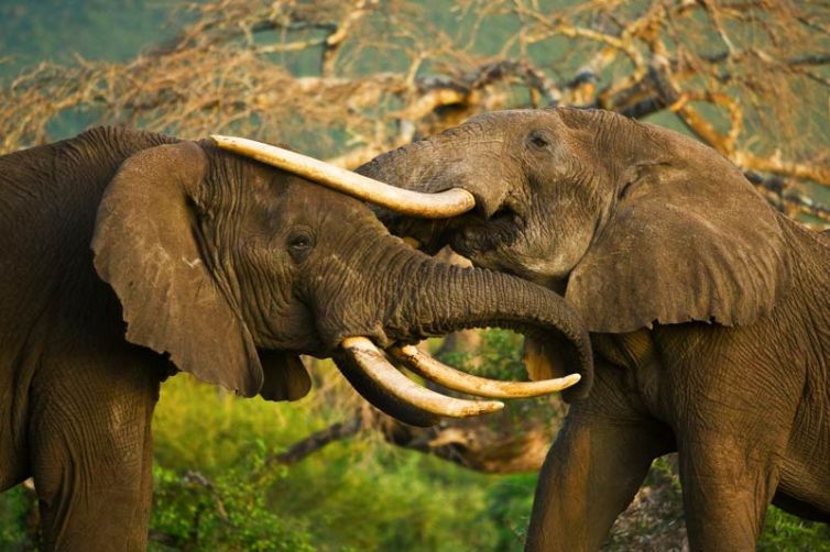 Ol Donyo Lodge Elephants Fighting