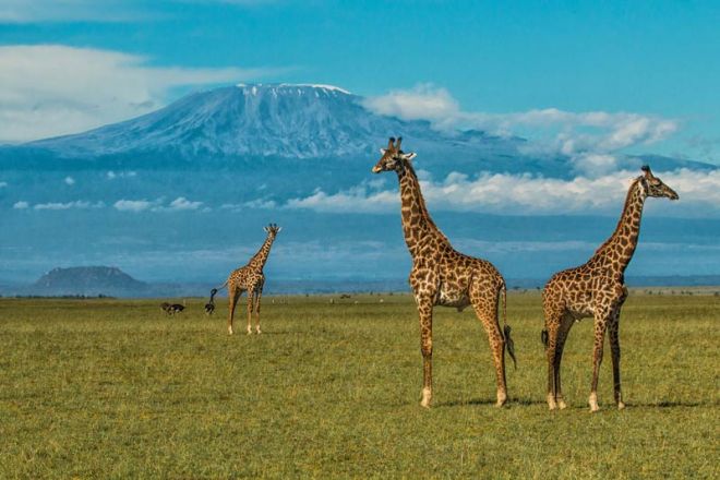 Ol Donyo Lodge Giraffe Mount Kilimanjaro