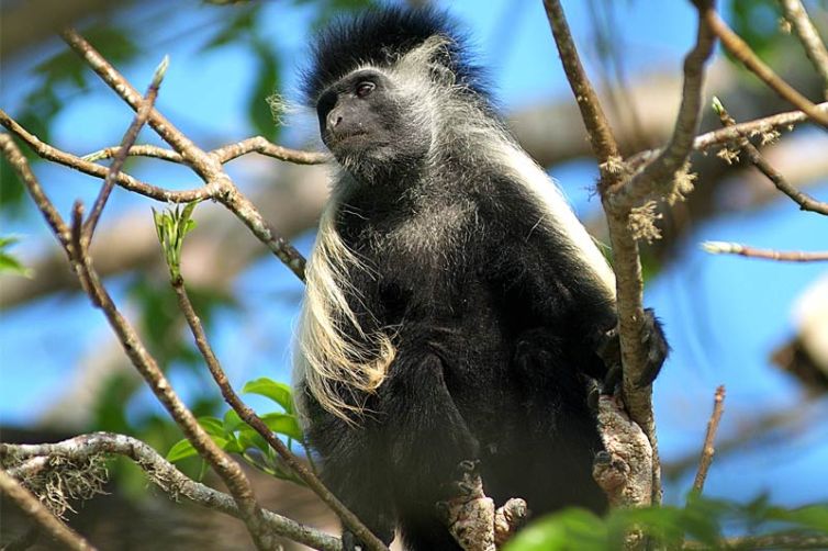 Pinewood Beach Resort & Spa Colobus Monkey