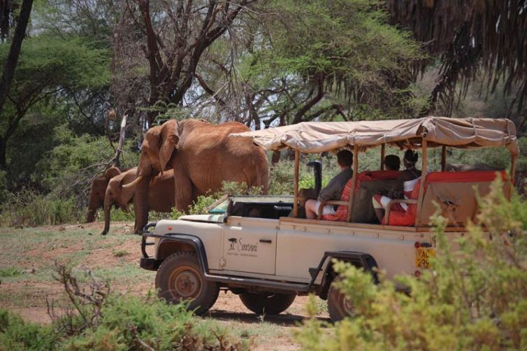 Saruni Samburu Drive Elephant