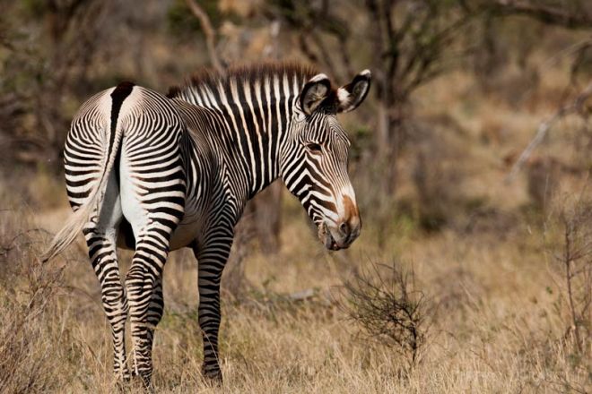 Saruni Samburu Grevys Zebra