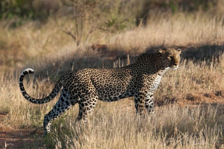 Saruni Samburu Leopard