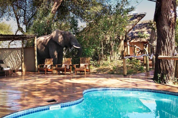 Lagoon elephant in camp