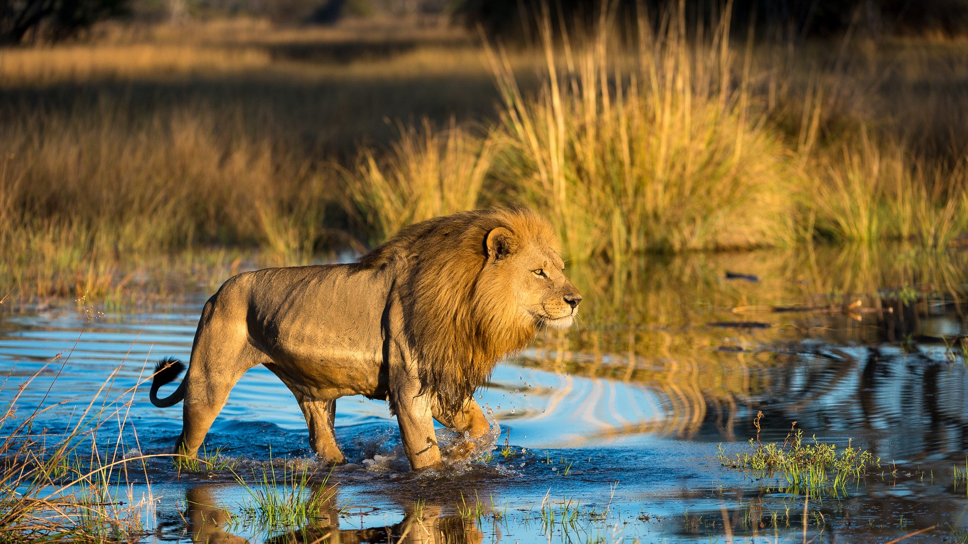 All About Safaris Lion