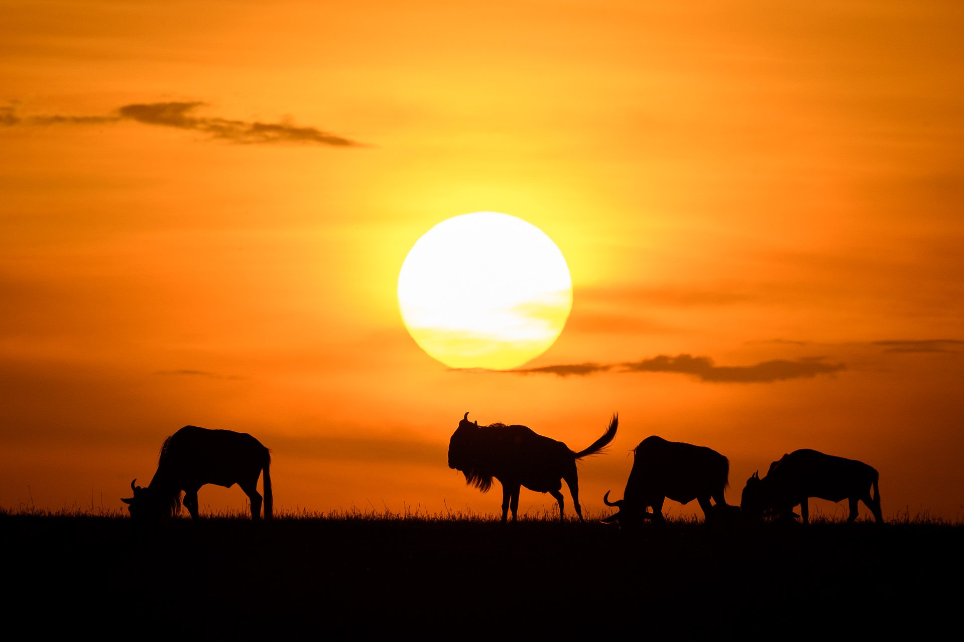 Wildebeest sunset