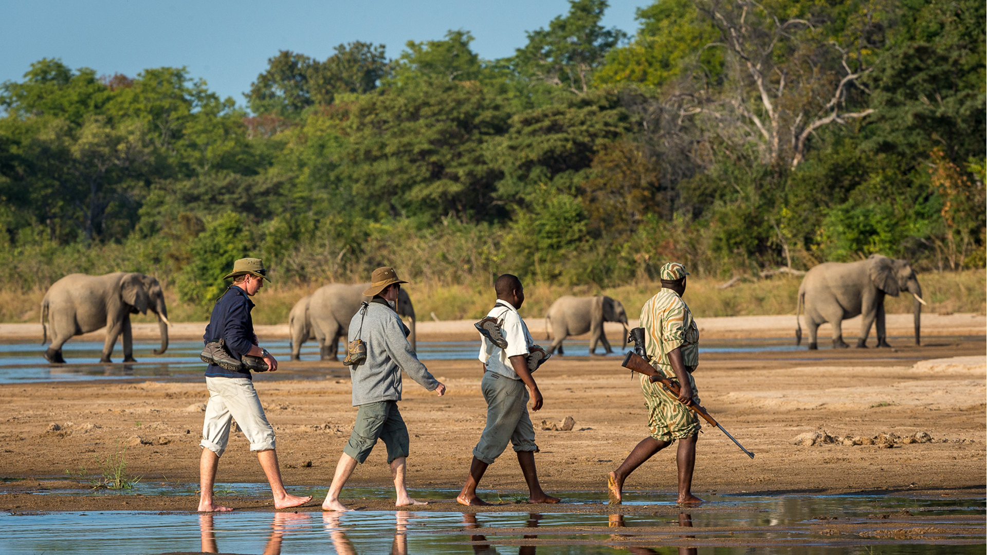 Zambia walking safari elephants