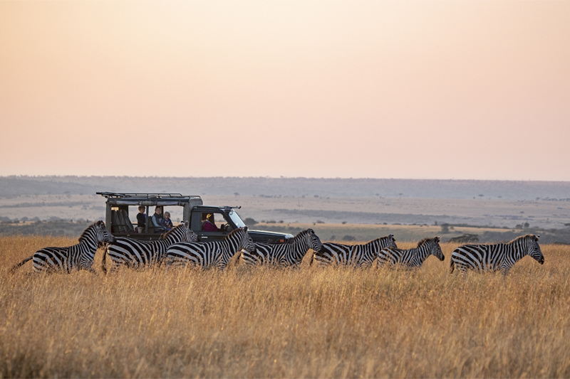 All About Safaris offbeat mara game drive zebra