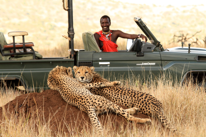 All About Safaris lewa wilderness game drive cheetah