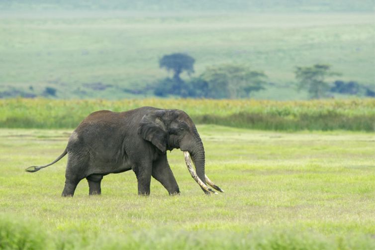 Entamanu Ngorongoro elephant