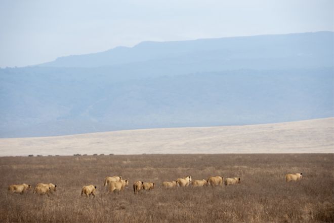 Entamanu Ngorongoro lion pride
