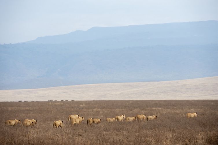 Entamanu Ngorongoro lion pride