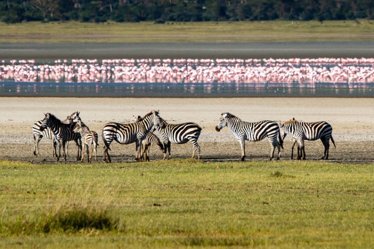 Gibbs Farm Ngorongoro Crater flamingo and zebra