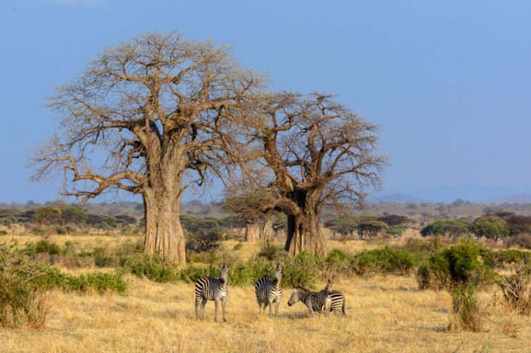 Jabali Ridge baobabs zebra