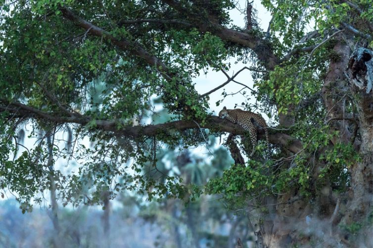 Jabali Ridge leopard in tree