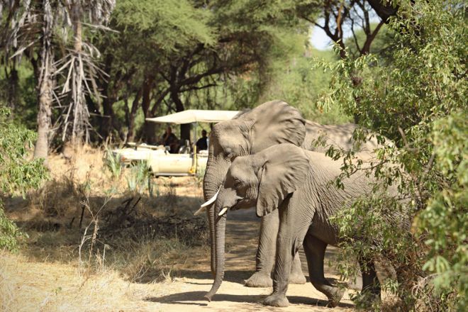 Kichaka Expeditions game drive elephant