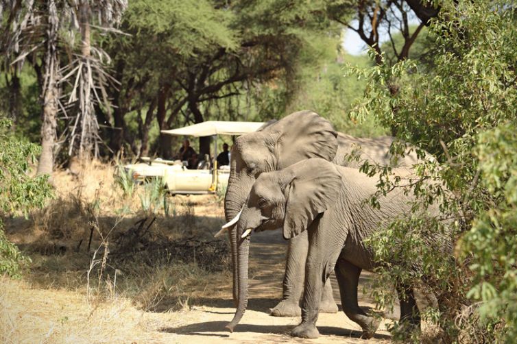 Kichaka Expeditions game drive elephant