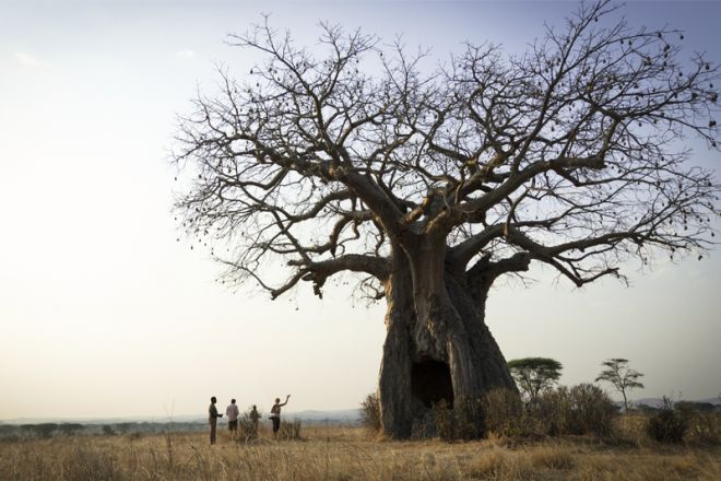 Kigelia Ruaha bush walk baobab