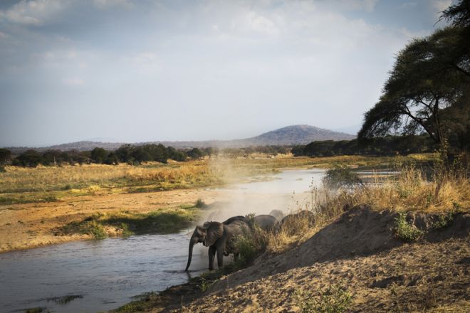 Kigelia Ruaha elephant river