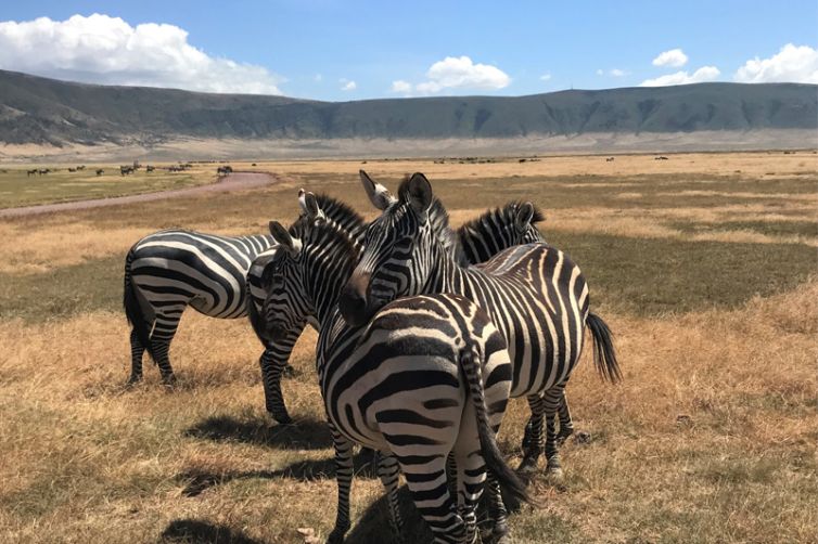 Kirurumu Serengeti Camp zebra