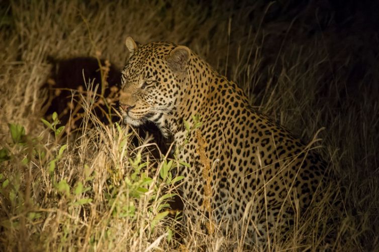 Kuro Tarangire leopard at night