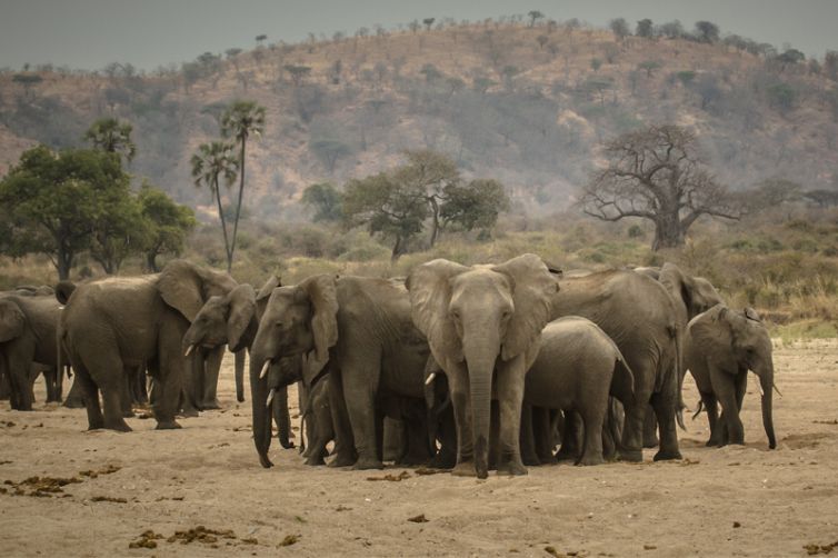 Kwihala Tented Camp elephant