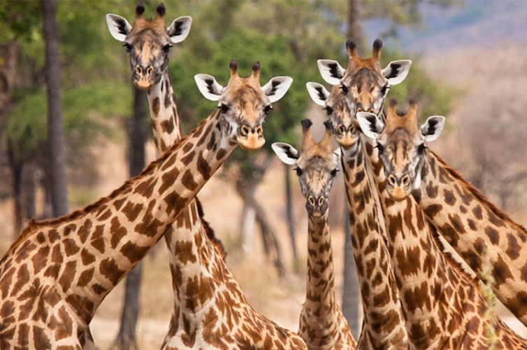Kwihala Tented Camp giraffe
