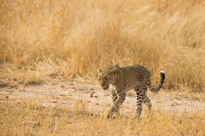 Kwihala Tented Camp leopard