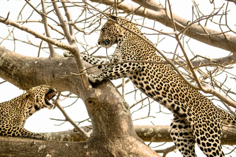 Kwihala Tented Camp leopards in tree