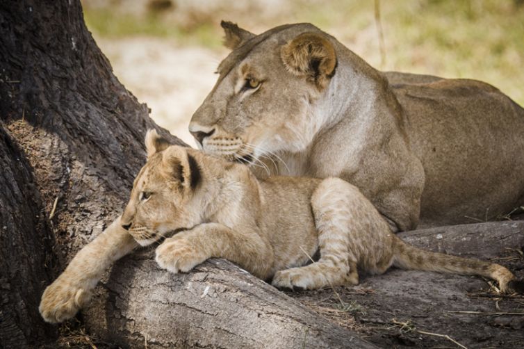 Kwihala Tented Camp lion and cub