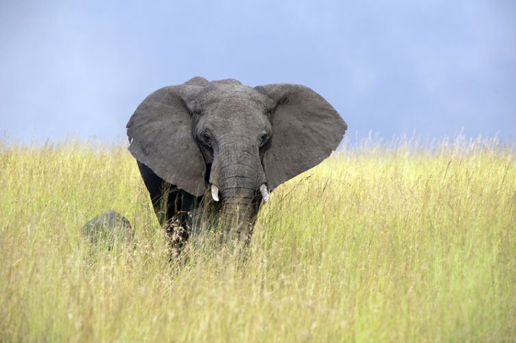 Lamai Serengeti elephant