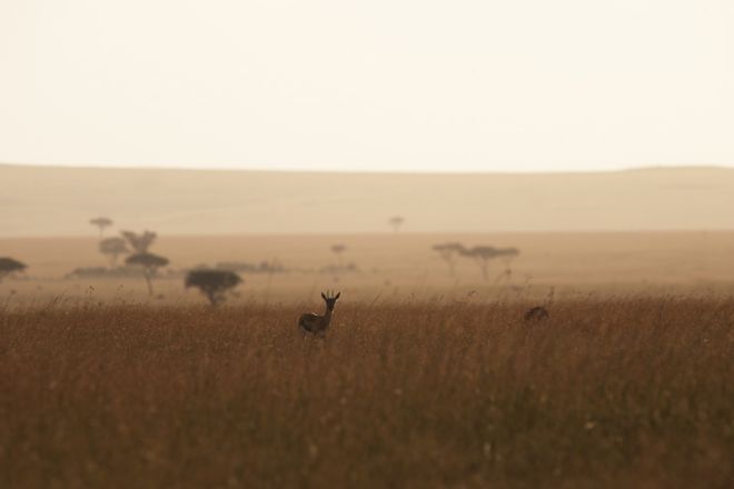 Lamai Serengeti thomsons gazelle