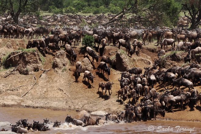 Lamai Serengeti wildebeest migration crossing