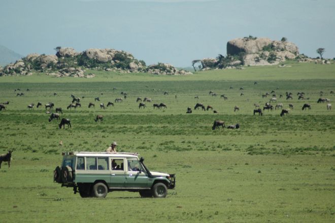 Lamai Serengeti wildebeest migration game drive