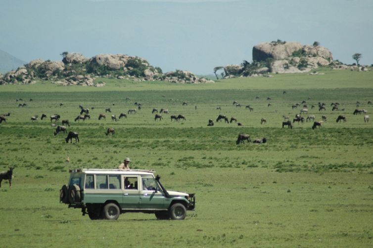 Lamai Serengeti wildebeest migration game drive