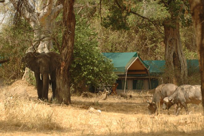 Mdonya Old River Camp elephant buffalo