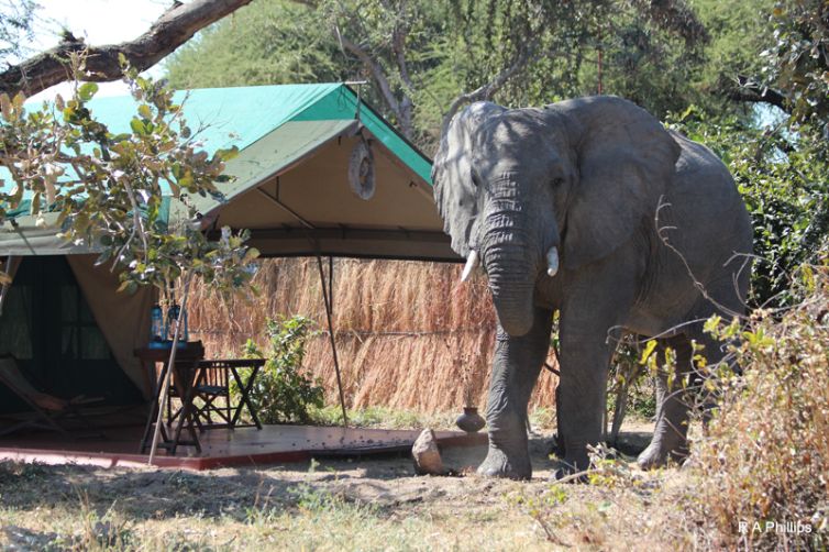 Mdonya Old River Camp tent exterior elephant