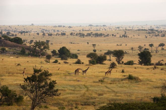 Mkombe's House Lamai view giraffe