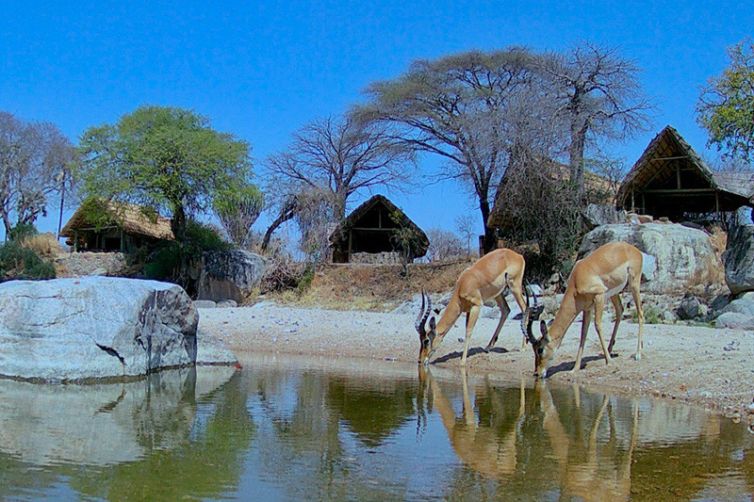 Mwagusi Safari Camp - Africa Safari Holiday Specialists, Tailor-Made Safari Trips