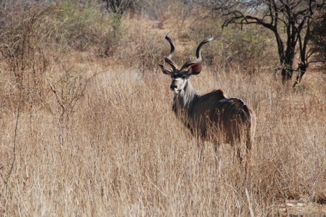 Mwagusi Safari Camp kudu