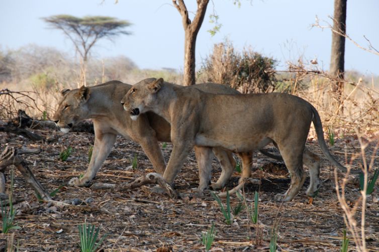 Mwagusi Safari Camp lions