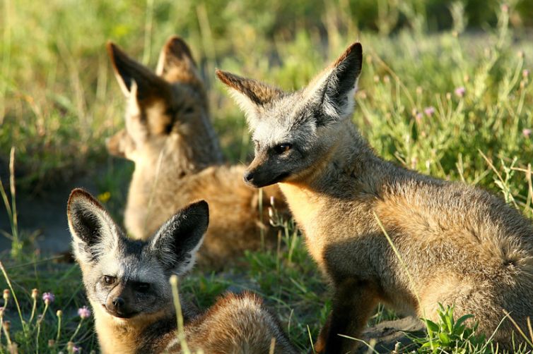 Mwiba Lodge bat eared fox