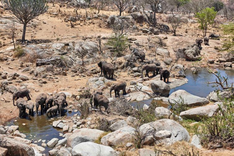 Mwiba Lodge elephant watering hole